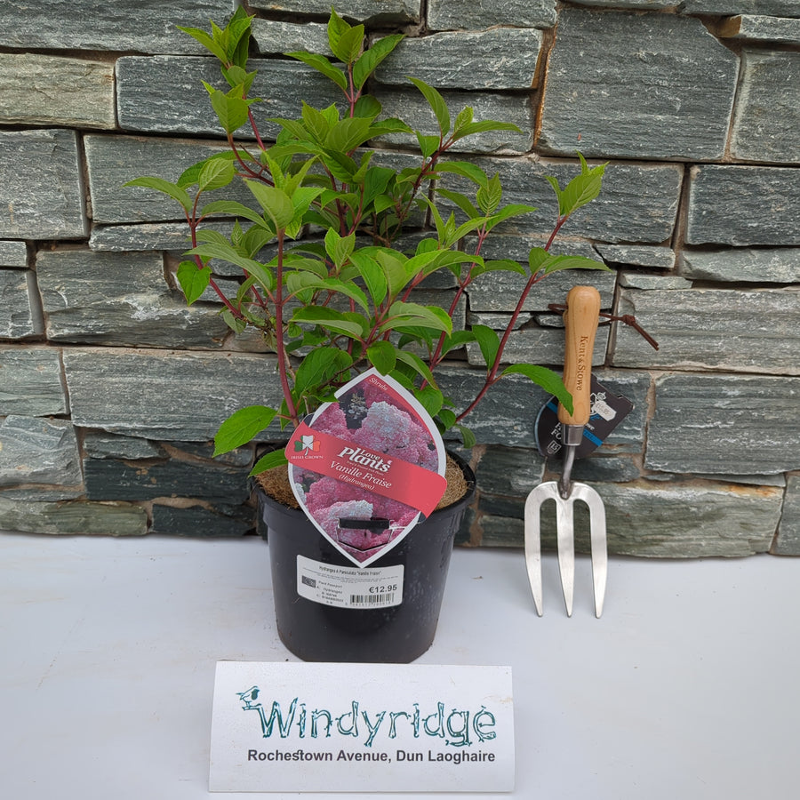 Hydrangea Paniculata Vanille Fraise - Shrubs - Windyridge Garden Centre