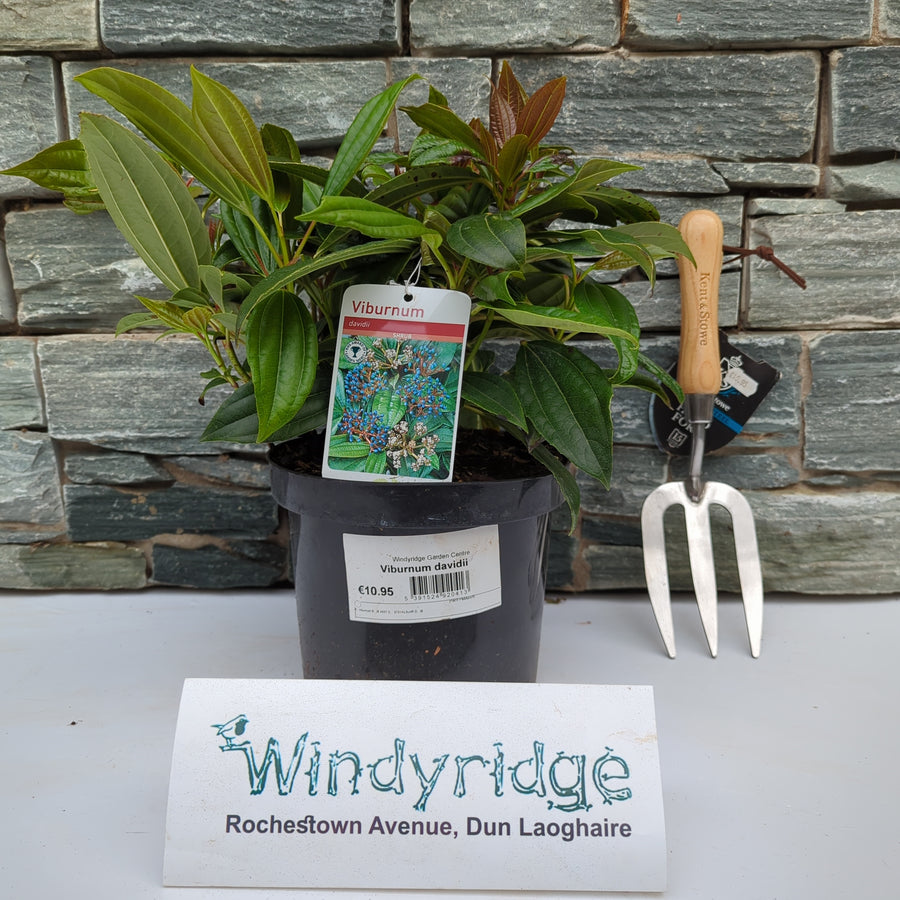Viburnum Davidii - Shrubs - Windyridge Garden Centre