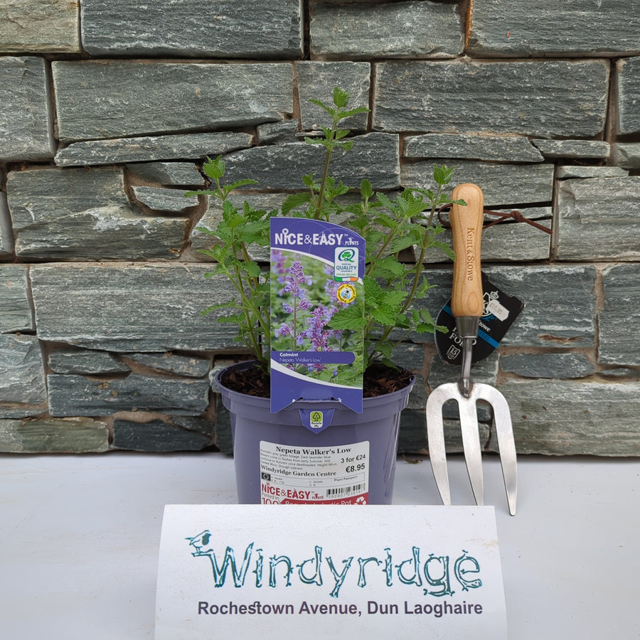 Nepeta Walkers Low - Herbaceous - Windyridge Garden Centre