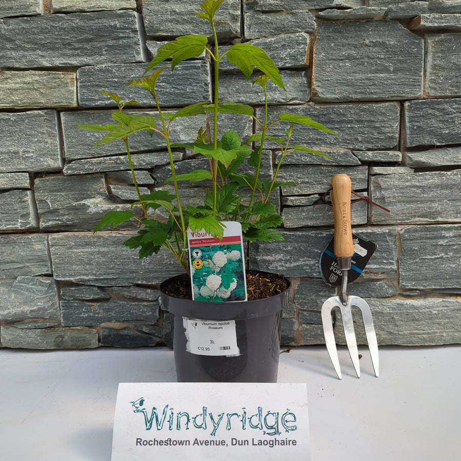 Viburnum Opulus Roseum - Shrubs - Windyridge Garden Centre