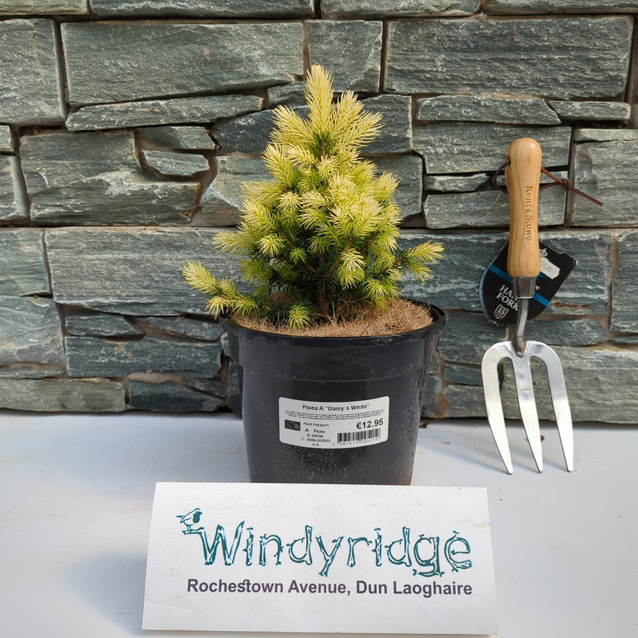 Picea Daisy`S White - Shrubs - Windyridge Garden Centre