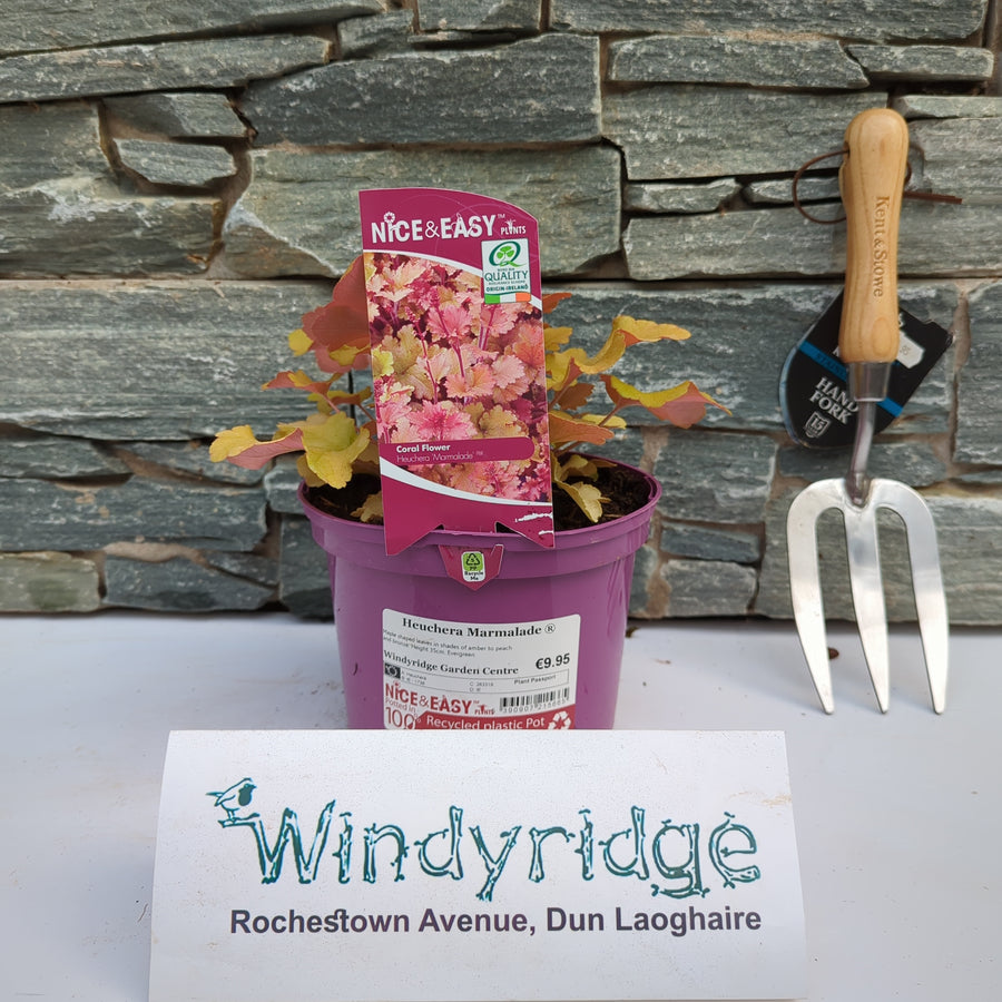 Heuchera Marmalade - Herbaceous - Windyridge Garden Centre