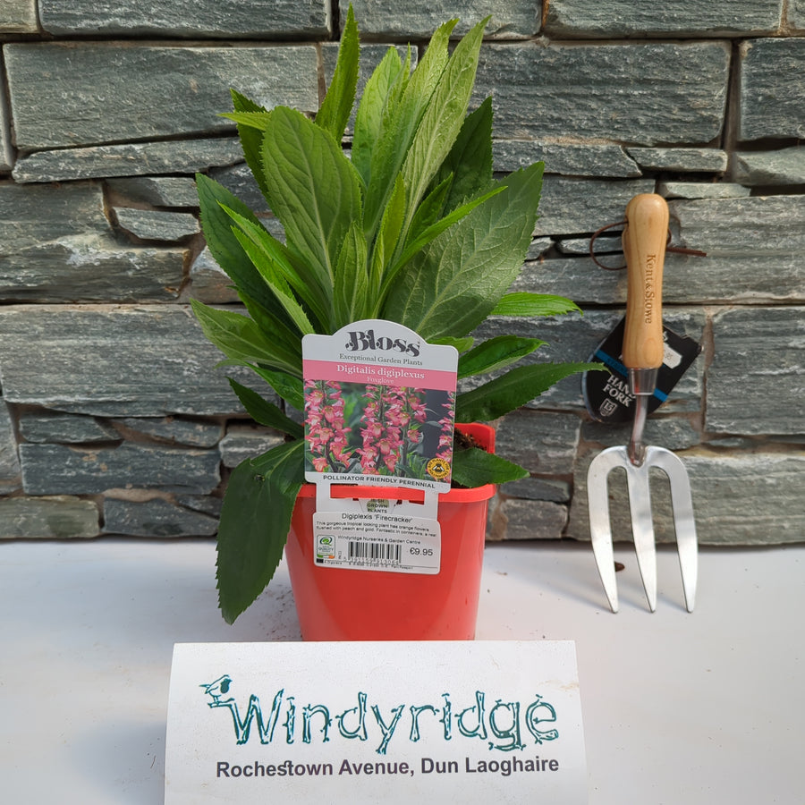 Digiplexis 'Firecracker' - Herbaceous - Windyridge Garden Centre