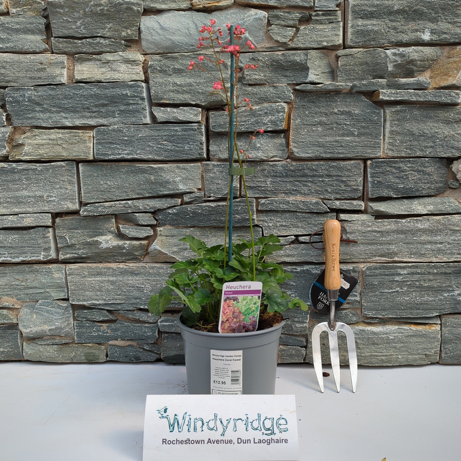 Heuchera Coral Forest - Herbaceous - Windyridge Garden Centre