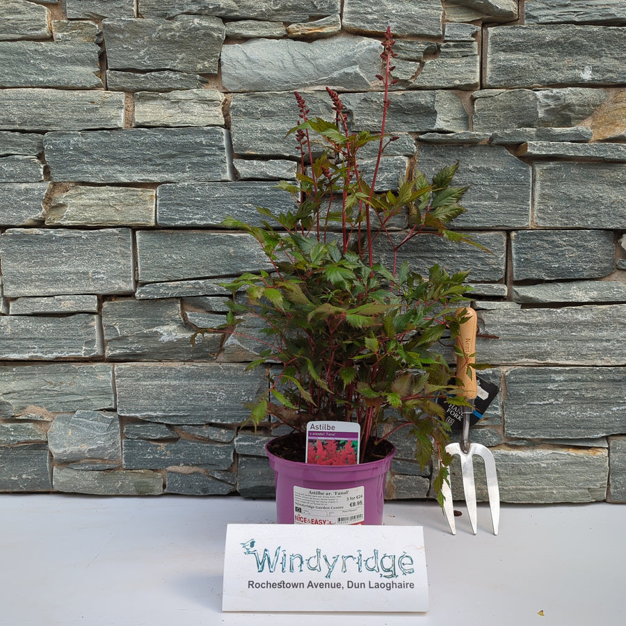 Astilbe Ar. 'Fanal' - Herbaceous - Windyridge Garden Centre