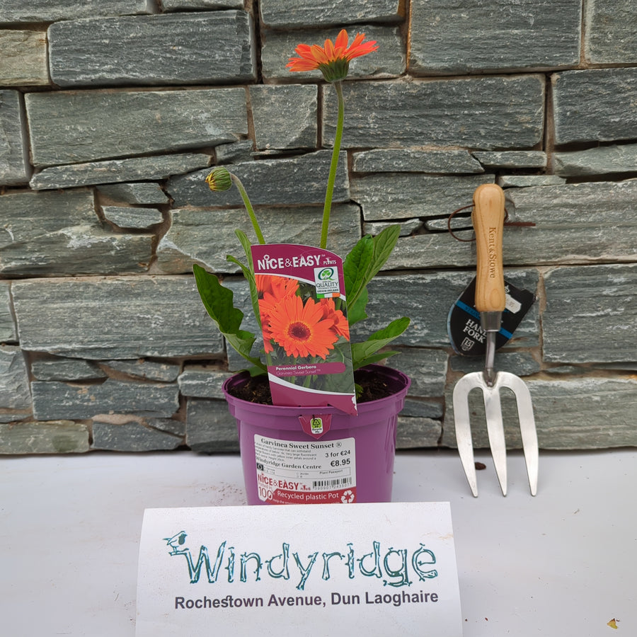 Garvinea Sweet Sunset - Herbaceous - Windyridge Garden Centre