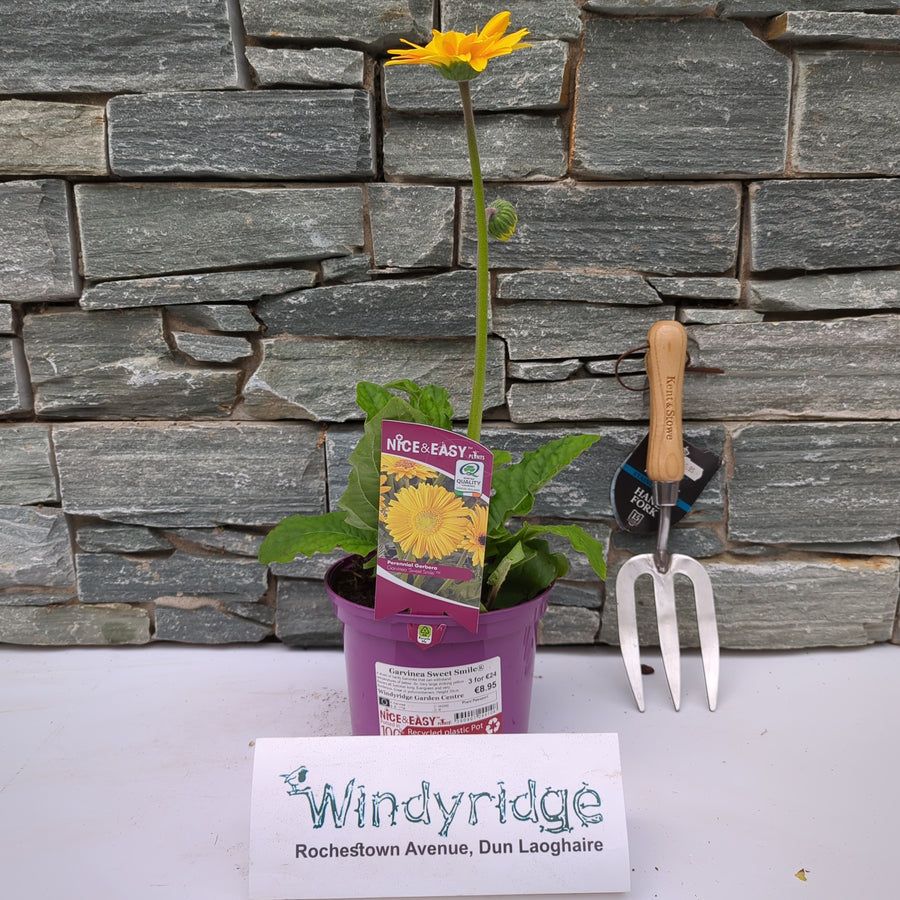 Garvinea Sweet Smile - Herbaceous - Windyridge Garden Centre