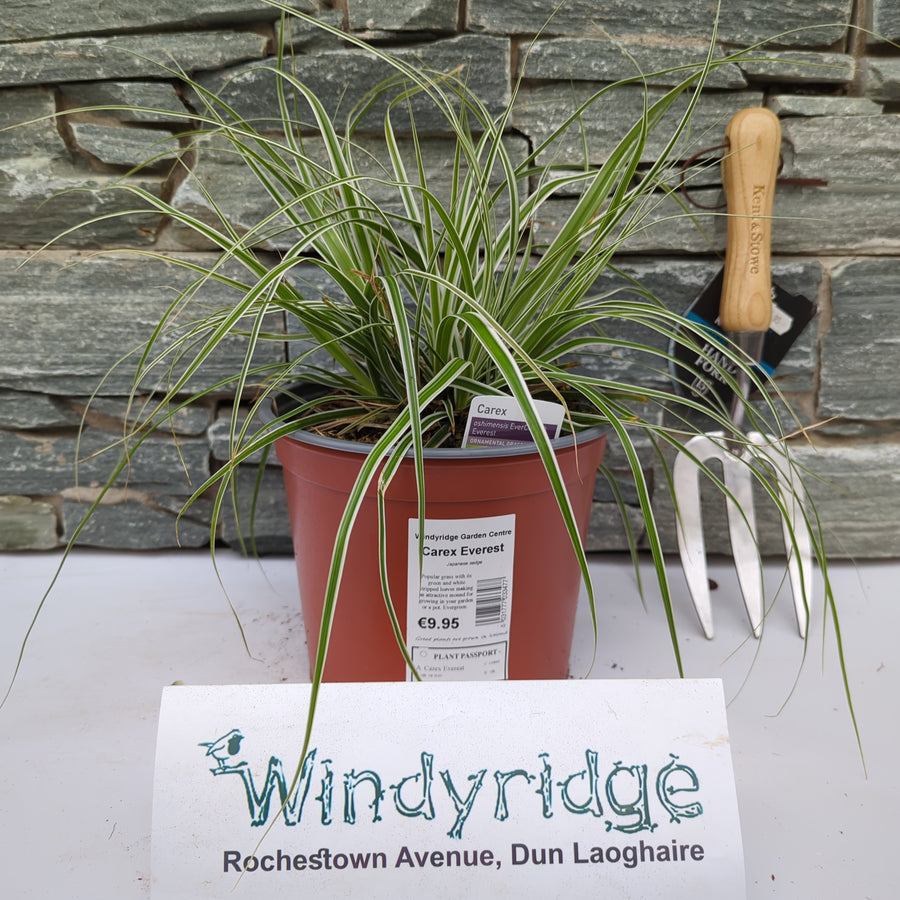 Carex Everest - Herbaceous - Windyridge Garden Centre