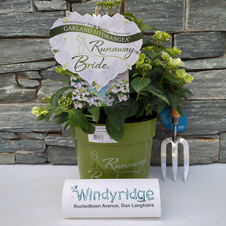 HYDRANGEA RUNAWAY BRIDE 7.5Ltr