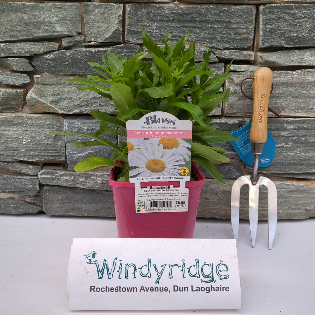 Leucanthemum Madonna 2L