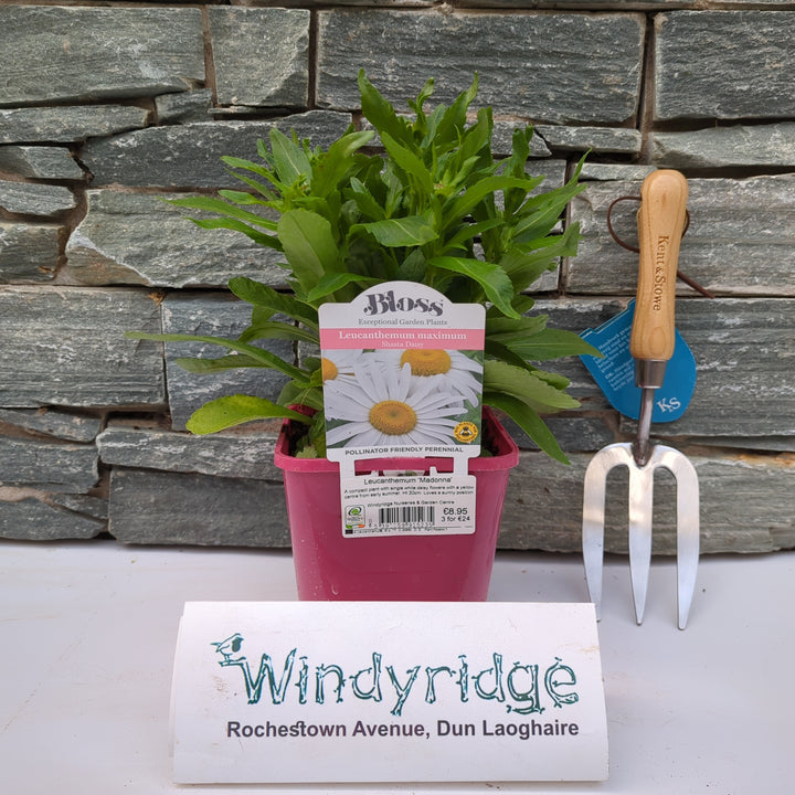 Leucanthemum Madonna 2L