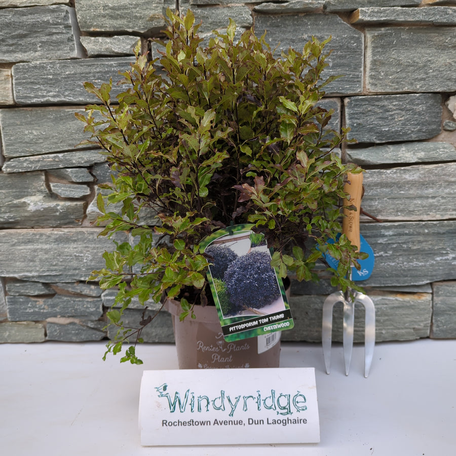 Pittosporum T. Tom Thumb Rp - Shrubs - Windyridge Garden Centre