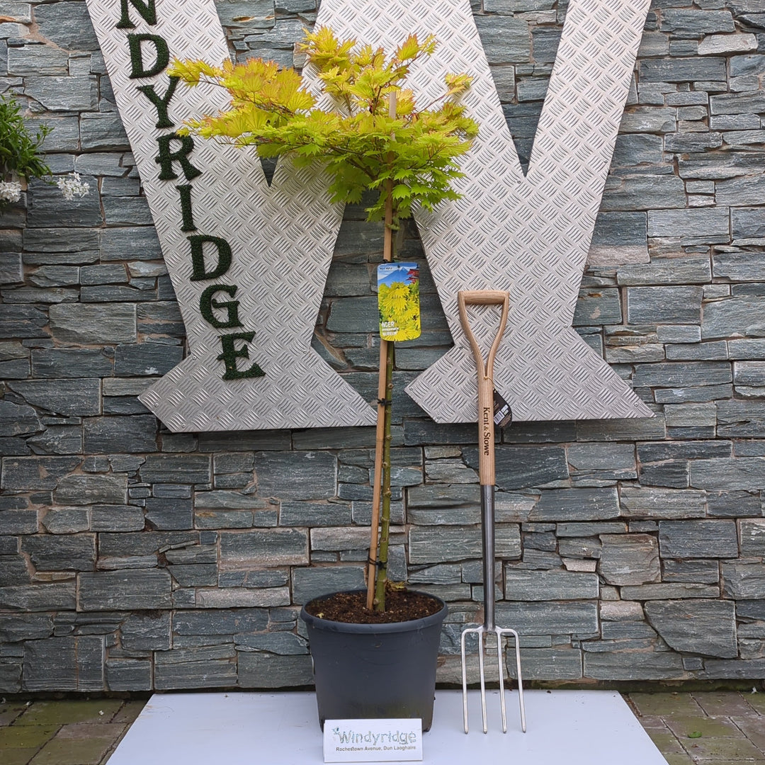 Acer shirasawanum Aureum
