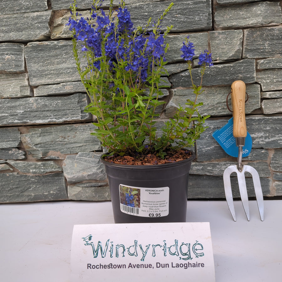 Veronica Austr. Knallblau - Herbaceous - Windyridge Garden Centre