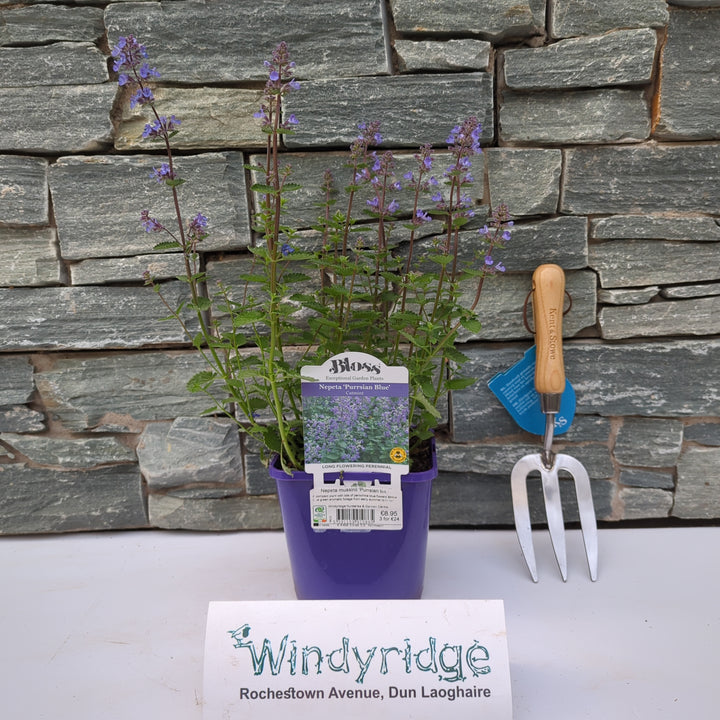 Catmint Nepeta Mussinii Purrsian Blue (2Ltr Pot)