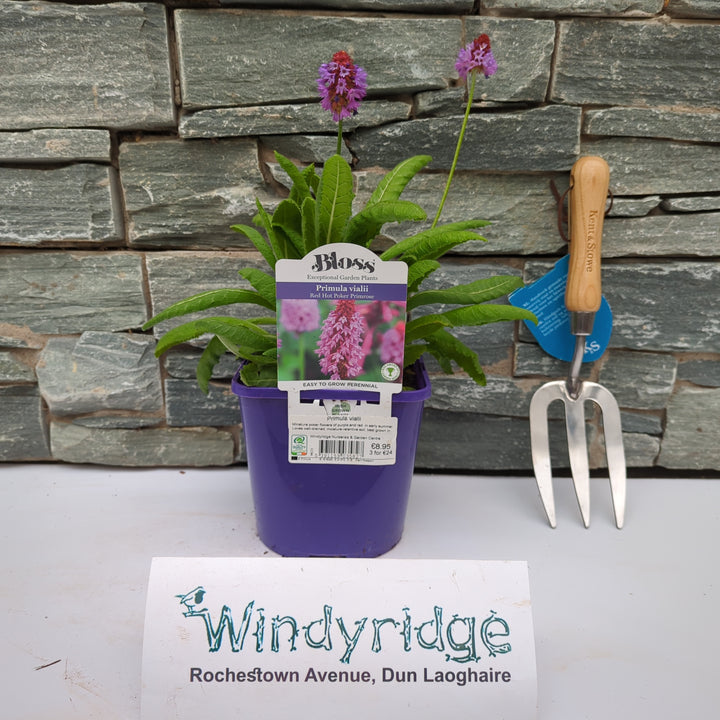 Primula vialii