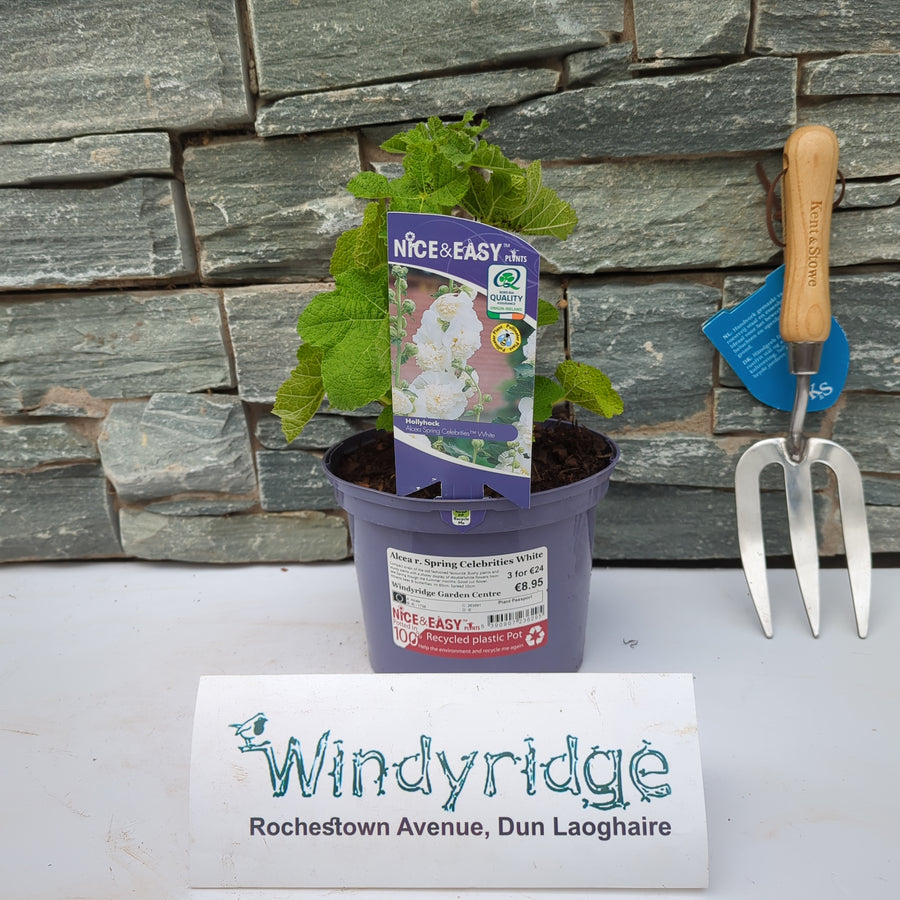 Alcea R. Spring Celebrities White - Herbaceous - Windyridge Garden Centre