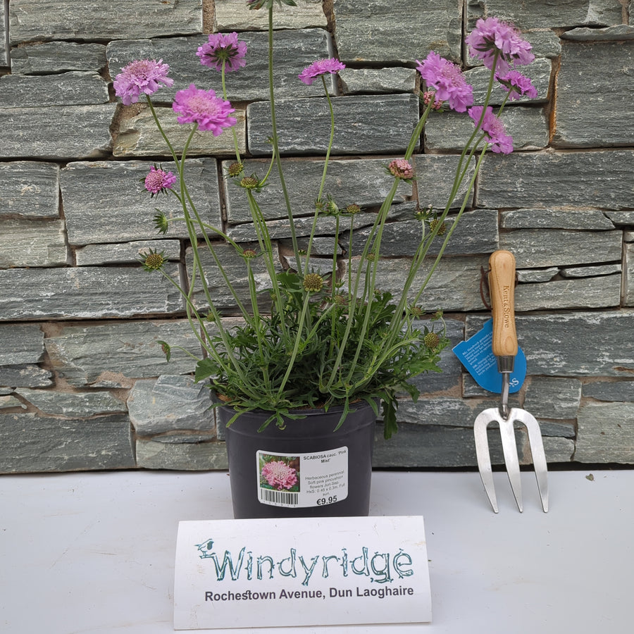 Scabiosa Cauc. 'Pink Mist' - Herbaceous - Windyridge Garden Centre