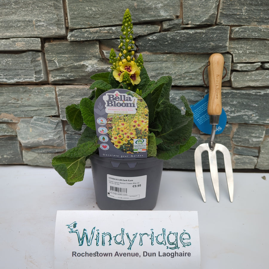 Verbascum Dark Eyes - Herbaceous - Windyridge Garden Centre