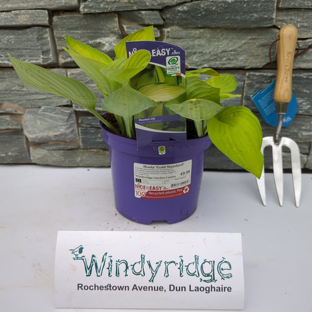 Hosta Gold Standard