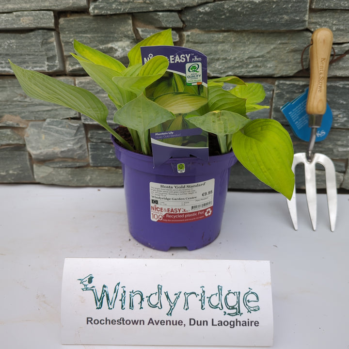 Hosta Gold Standard