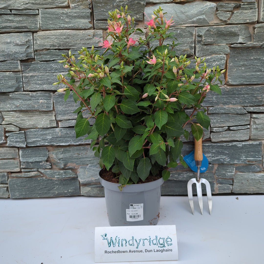 Fuchsia Walz Jubelteen