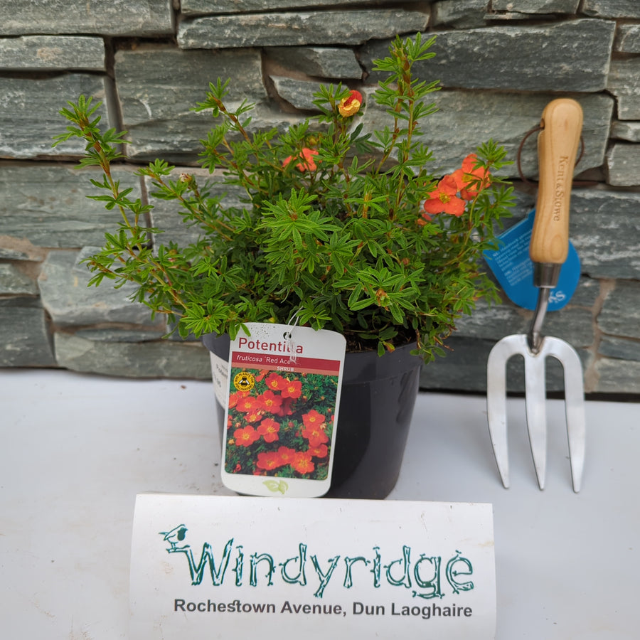 Potentilla Red Ace. - Shrubs - Windyridge Garden Centre