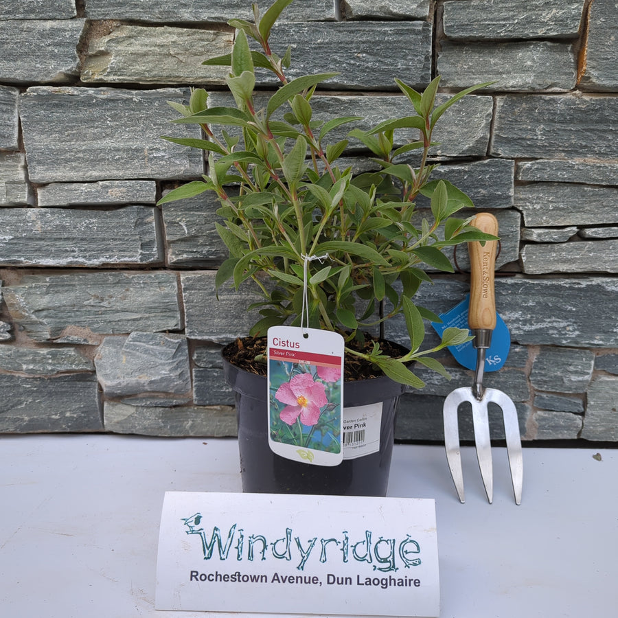 Cistus Silver Pink - Shrubs - Windyridge Garden Centre