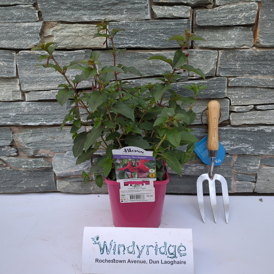 Fuchsia Mrs Popple