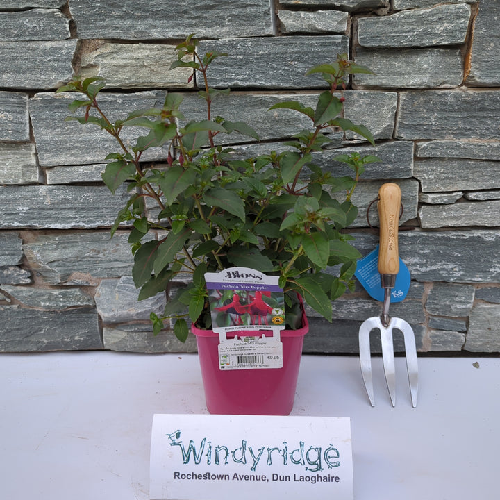 Fuchsia Mrs Popple