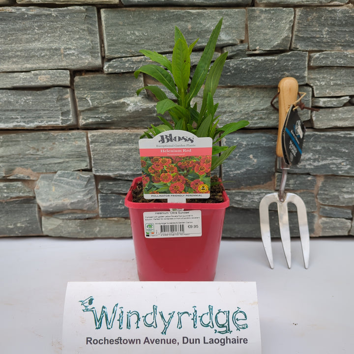 Helenium Okra Sundae