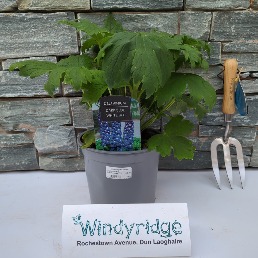 Delphinium Mf Dark Blue White Bee 3 Ltr - Herbaceous - Windyridge Garden Centre