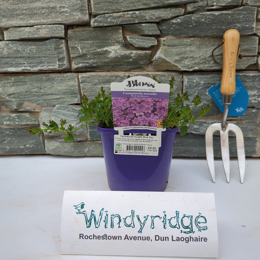 Campanula Muralis Blue Sky - Herbaceous - Windyridge Garden Centre