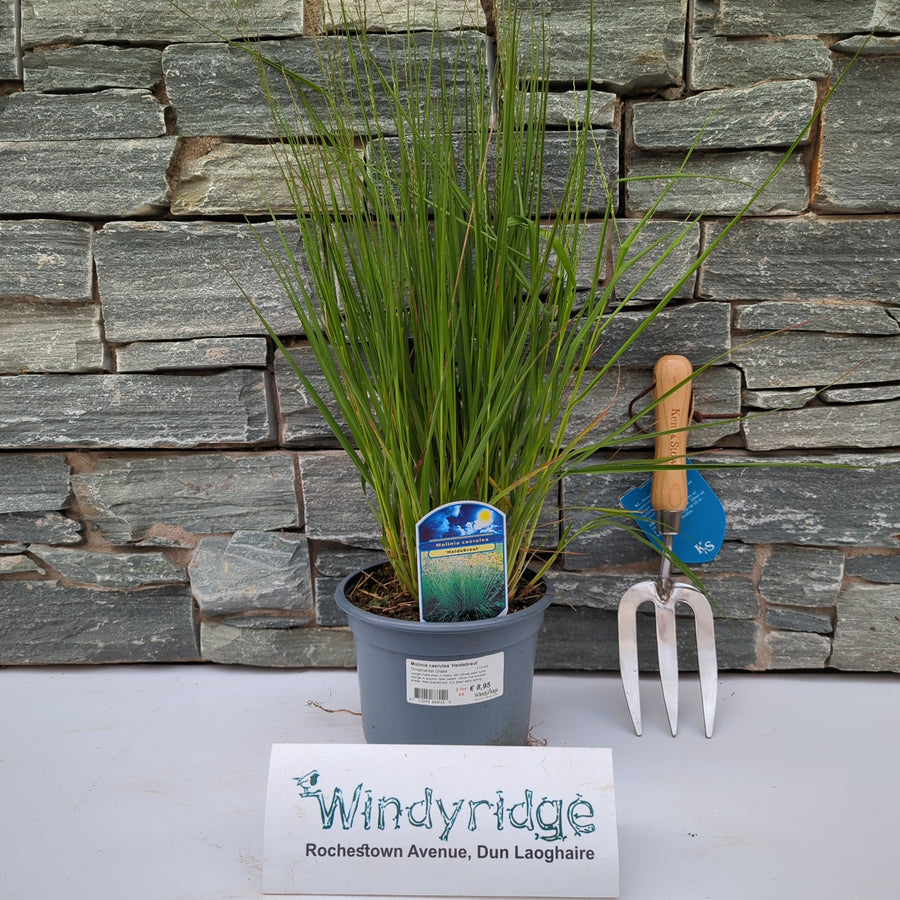 Molinia Caerulea Heidebraut  2 Ltr Pot - Herbaceous - Windyridge Garden Centre