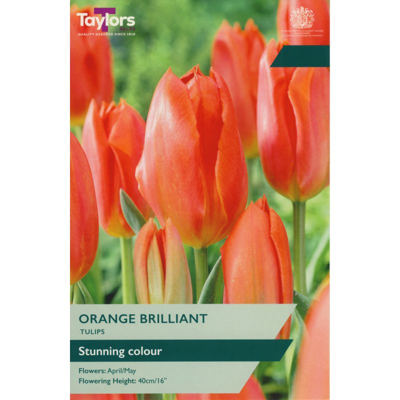 TULIP ORANGE BRILLIANT 9