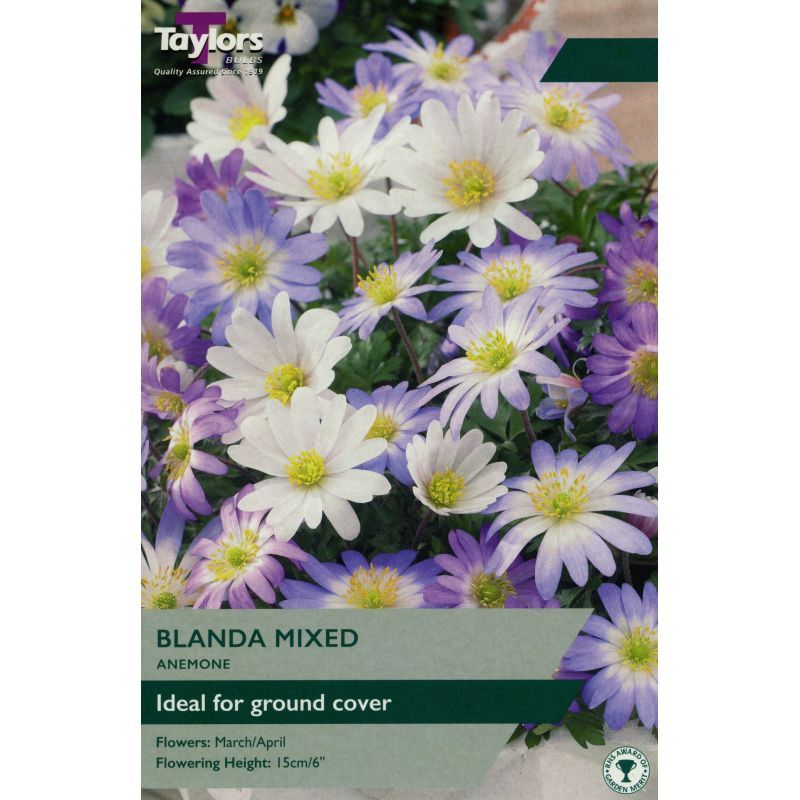ANEMONE BLANDA MIXED 30