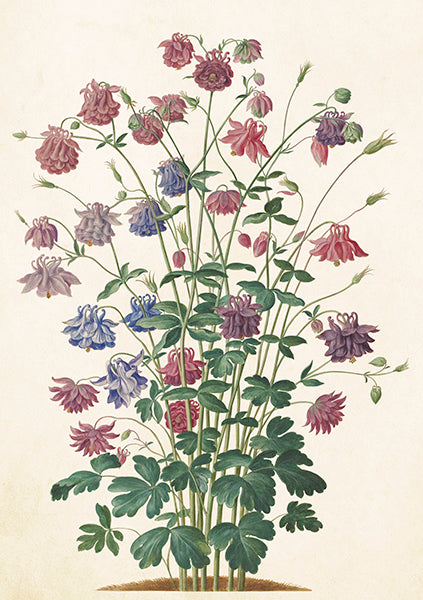Greeting Cards With Envelopes - 12X17 Cm - Aquilegias Mixed - Gift Shop - Windyridge Garden Centre
