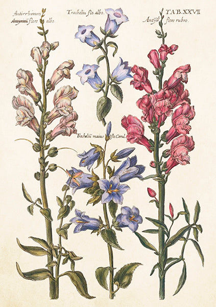 Greeting Cards With Envelopes - 12X17 Cm - Snapdragons - Gift Shop - Windyridge Garden Centre