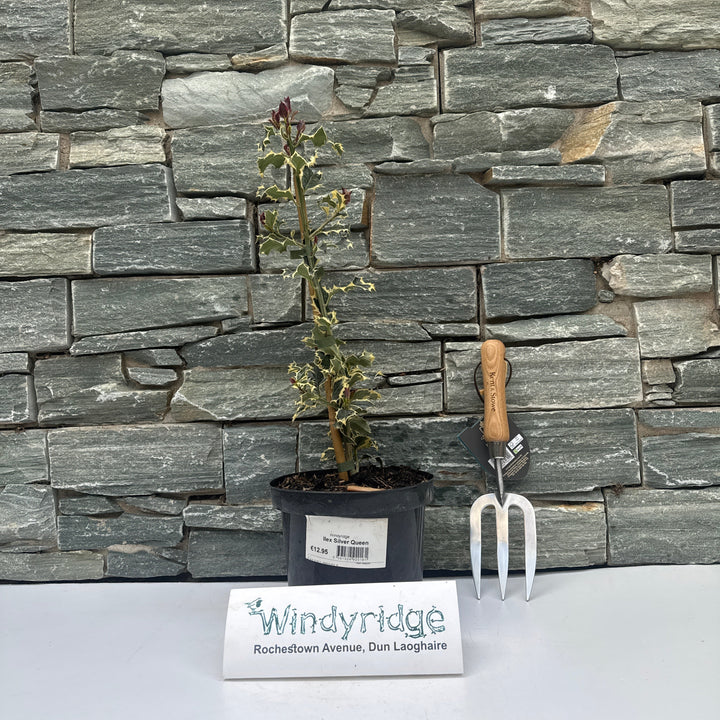 Ilex Aquifolium Silver Queen