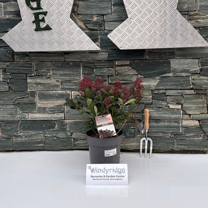 Skimmia jap. Rubella