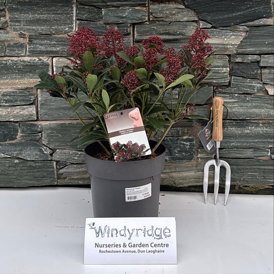 Skimmia Jap. Rubella / 5 Ltr Pot - Shrubs - Windyridge Garden Centre