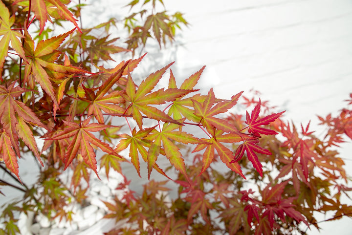 Acer palm. Redwine