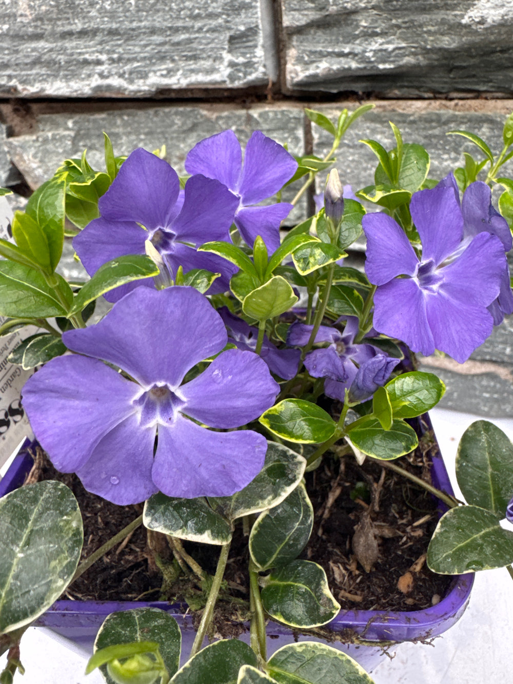 Vinca Minor Ralph Shugert - Herbaceous - Windyridge Garden Centre