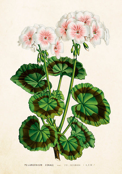 Greeting Cards With Envelopes - 12X17 Cm - White Blushed Geraniums - Gift Shop - Windyridge Garden Centre