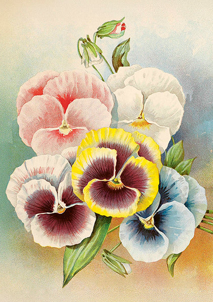 Greeting Cards With Envelopes - 12X17 Cm - Pastel Pansies - Gift Shop - Windyridge Garden Centre