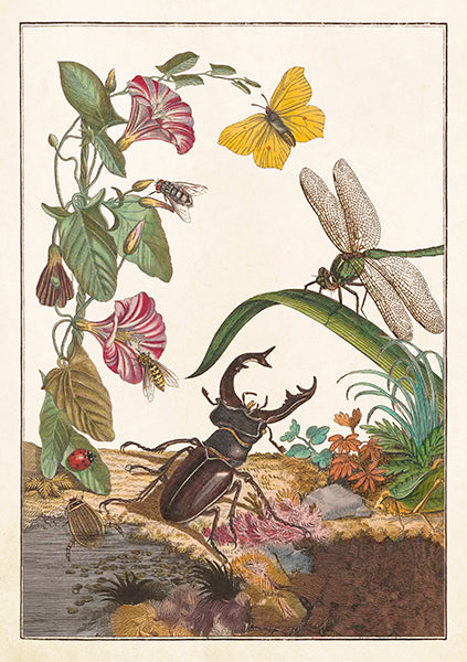 Greeting Cards With Envelopes - 12X17 Cm - Convolvulus And Bugs - Gift Shop - Windyridge Garden Centre
