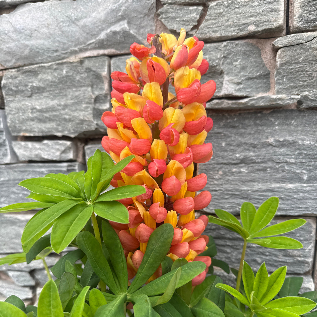 Lupin WC Gladiator 5 Ltr