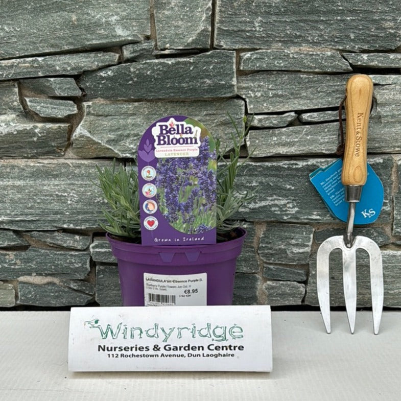 Lavandula An. Essence Purple (Lavender) - Grow Your Own - Windyridge Garden Centre