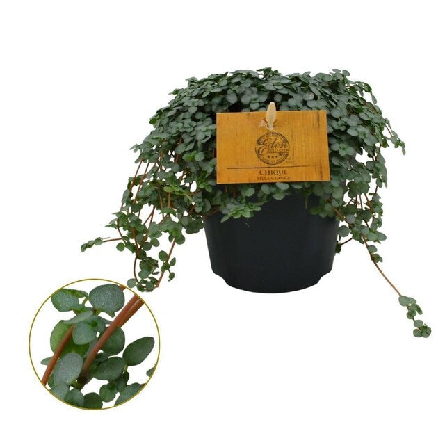 Pilea glaucophylla 'Greyzy' . - Indoor plants - Windyridge Garden Centre