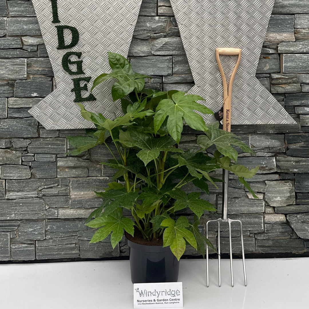 FATSIA japonica 10L